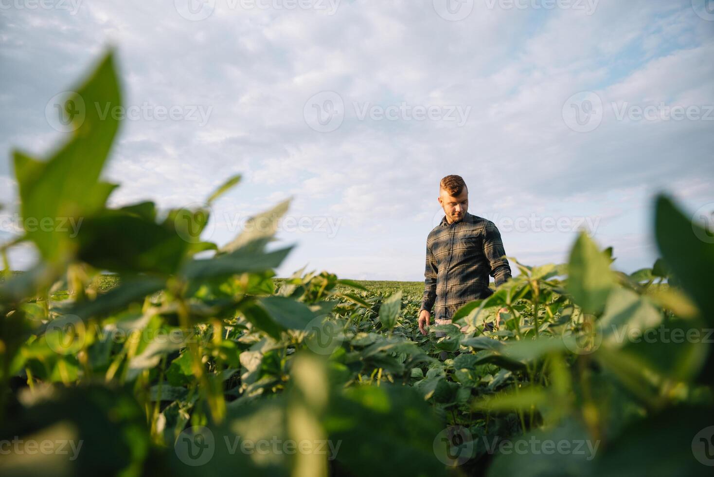 agronomo ispezionando soia fagiolo colture in crescita nel il azienda agricola campo. agricoltura produzione concetto. agribusiness concetto. agricolo ingegnere in piedi nel un' soia campo foto