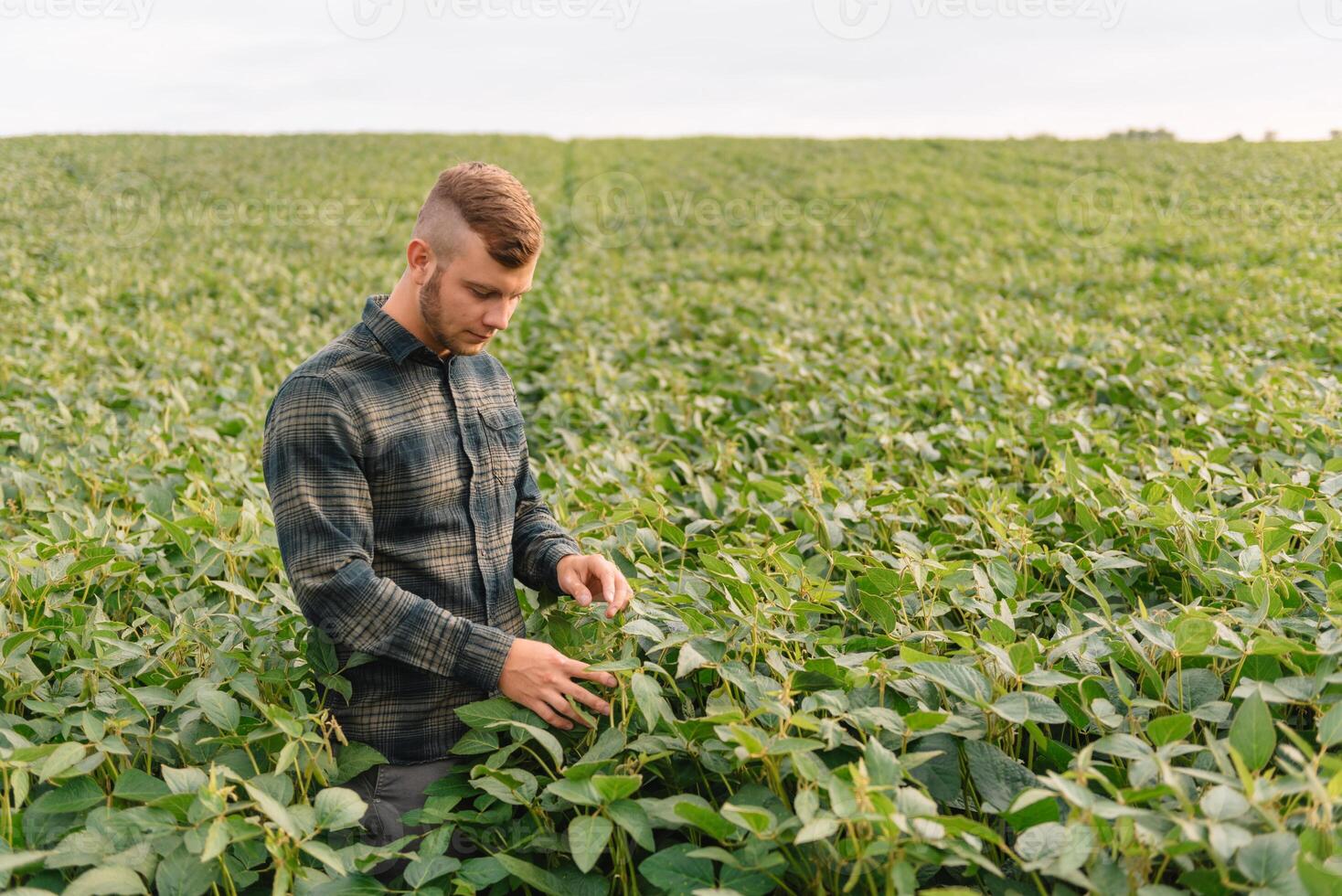 agronomo ispezionando soia fagiolo colture in crescita nel il azienda agricola campo. agricoltura produzione concetto. agribusiness concetto. agricolo ingegnere in piedi nel un' soia campo foto