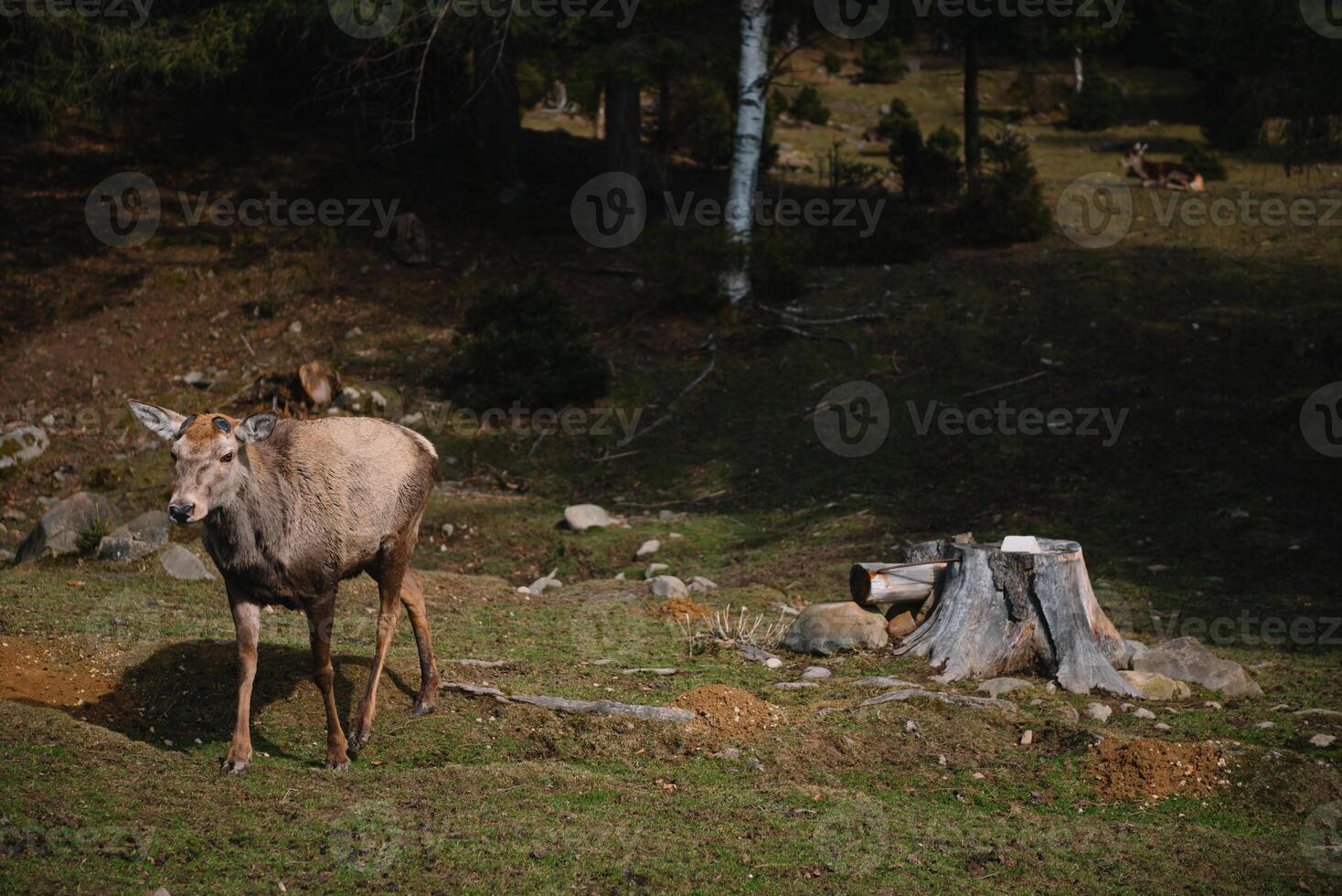 cervo allo stato brado foto