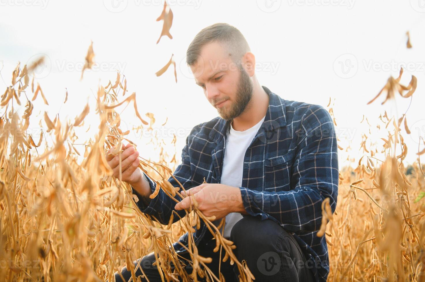 armatore ispeziona semi di soia prima raccolta. il concetto di agricolo industria foto