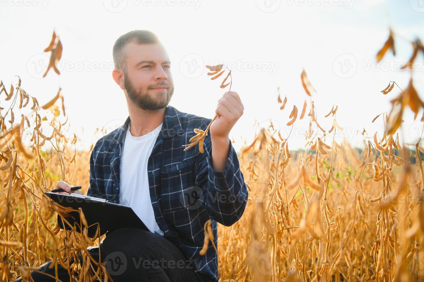 contadino agronomo nel soia campo controllo raccolti. biologico cibo produzione e coltivazione foto