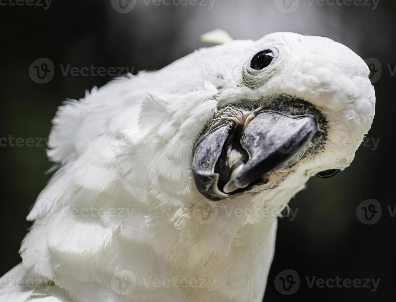 testa di cacatua pappagallo uccello bianco foto