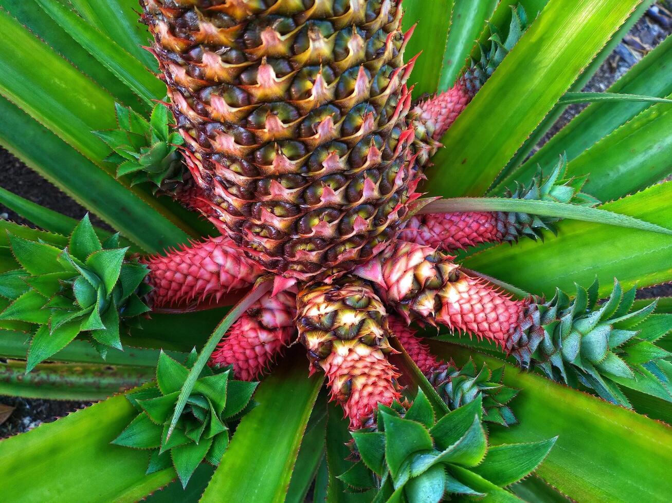 ananas piantagione, avvicinamento di ananas albero foto