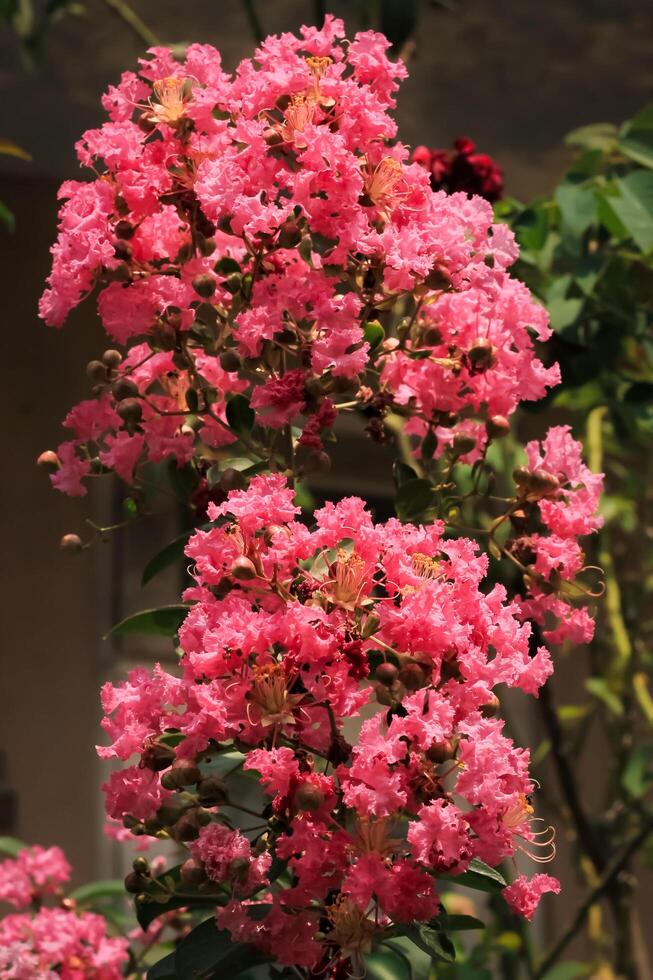 lagertroemia fiore fioriture nel il giardino. lagertroemia fiore avere latino di nome lagerstroemia. lagertroemia fiore a partire dal Lythraceae famiglia foto