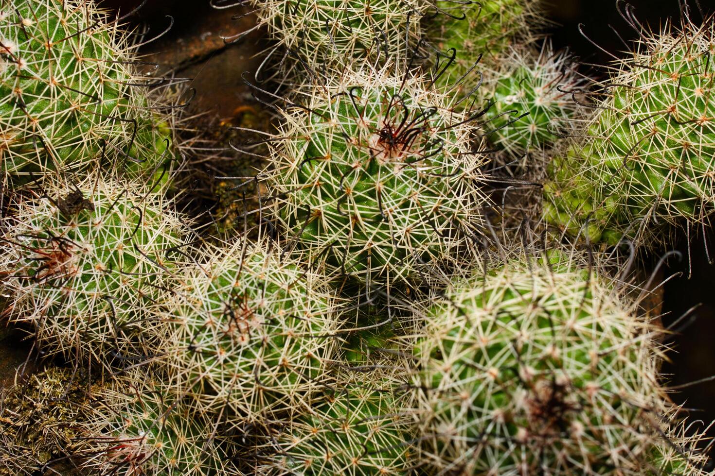 un' vicino su di un' cactus pianta con molti piccolo verde le foglie foto