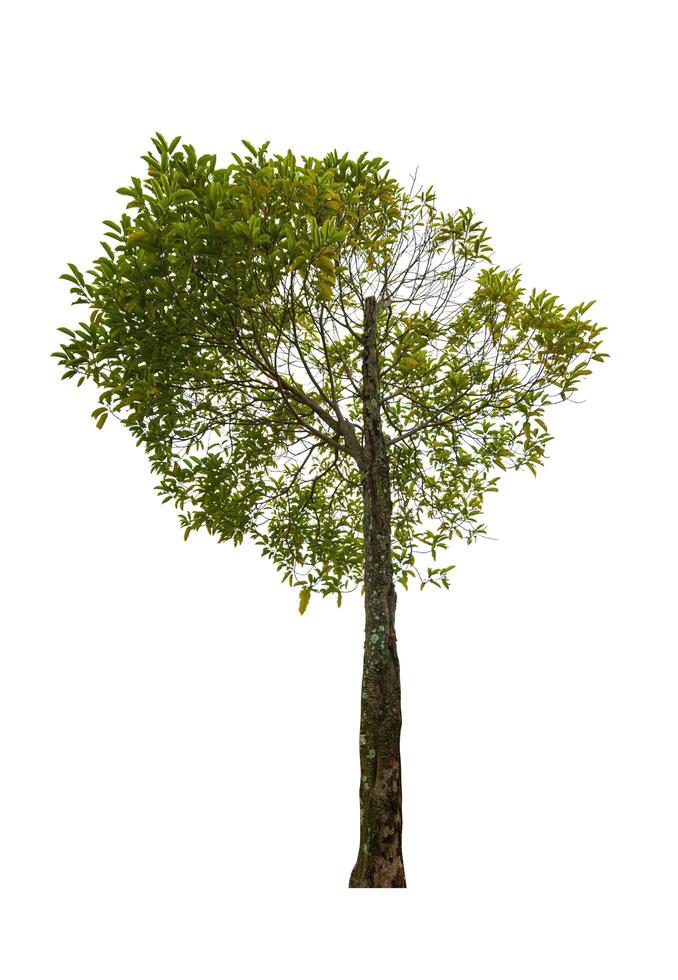 singolo albero isolato su bianca sfondo con ritaglio sentiero foto