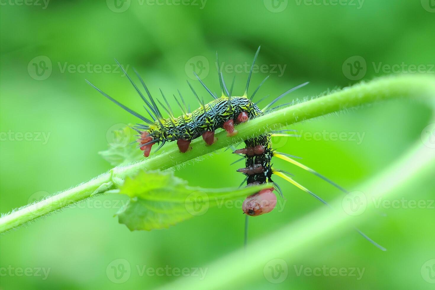 bruco dudusa nobilis falena foto