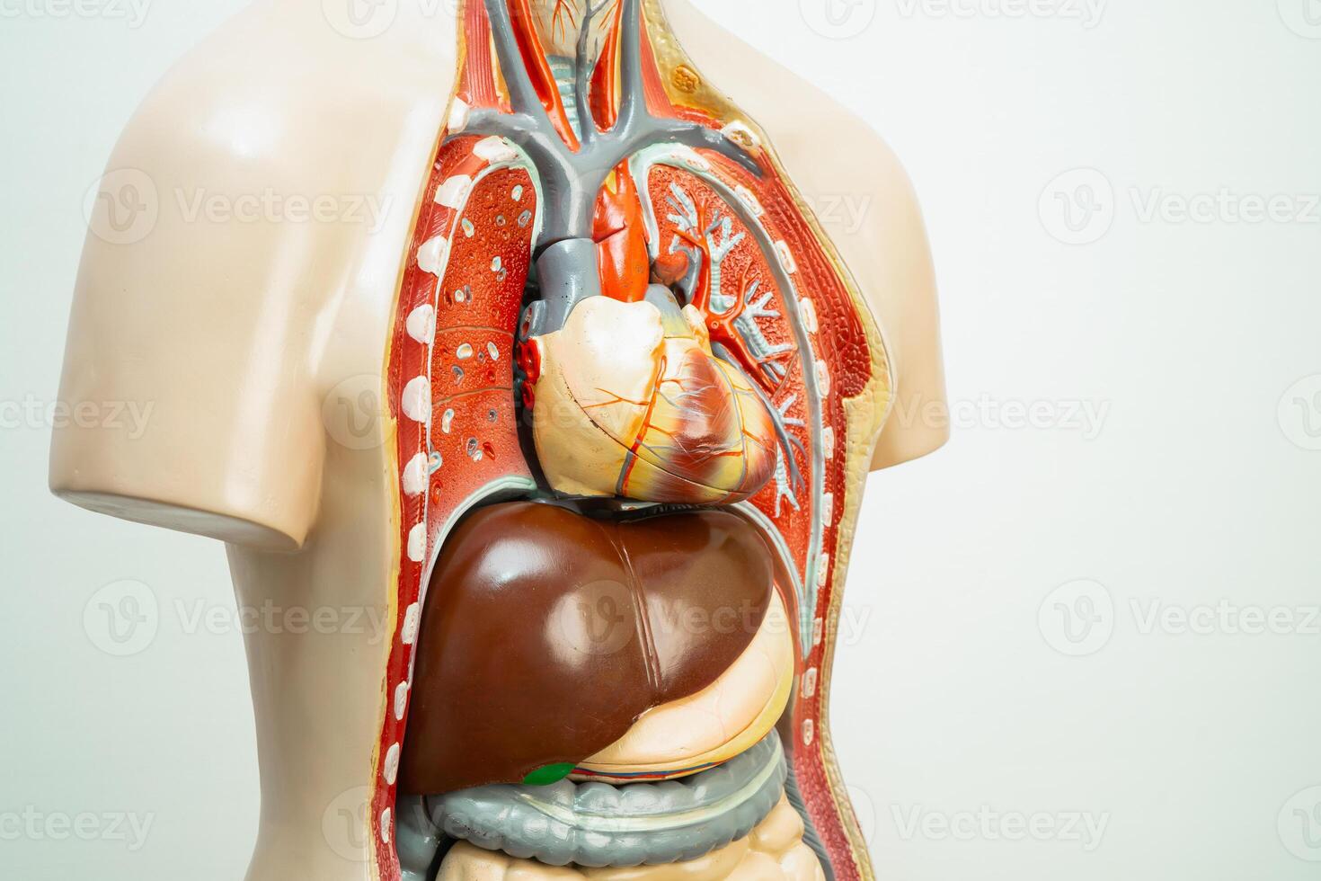 umano modello anatomia per medico formazione corso, insegnamento medicina formazione scolastica. foto