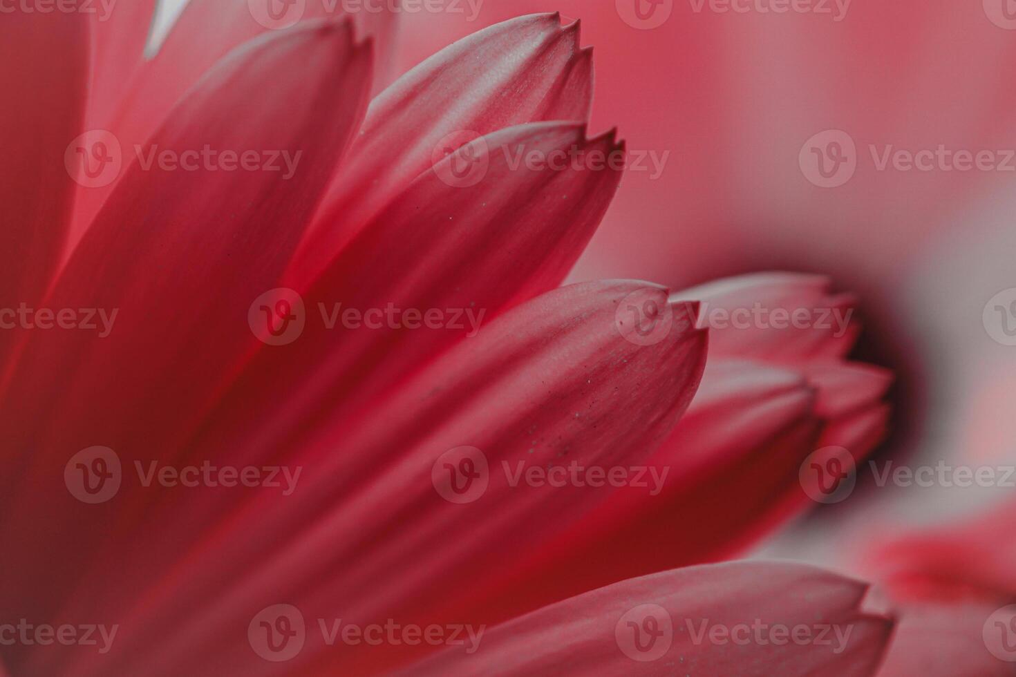 bellissimo rosso fiore petali nel primavera, rosso sfondo foto