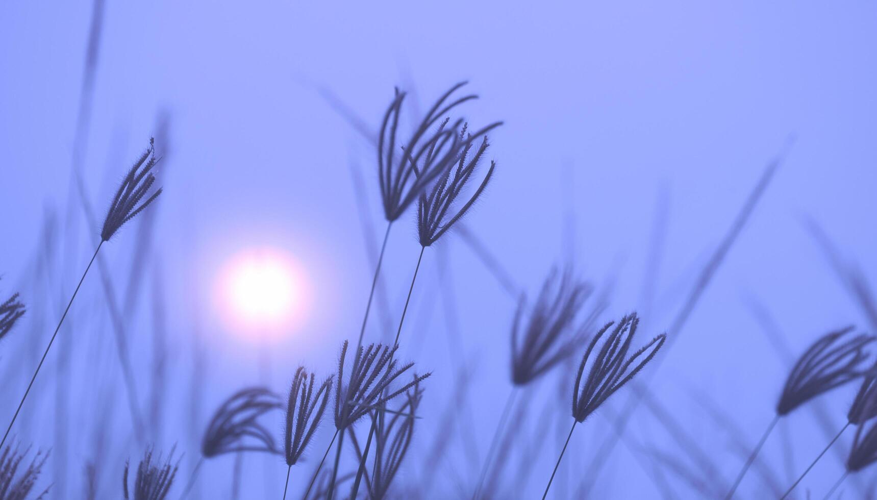 dolcemente e selettivo messa a fuoco a gruppo di gonfio dito erba fiore siamo pendente nel il vento con sfocato mattina nebbia su blu naturale sfondo foto