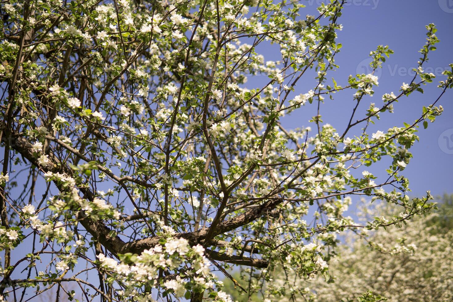 un Mela albero nel un' fioritura parco, il generale piano.in.fioritura rami di un Mela albero con bianca fiori, un' sfondo di primavera natura foto