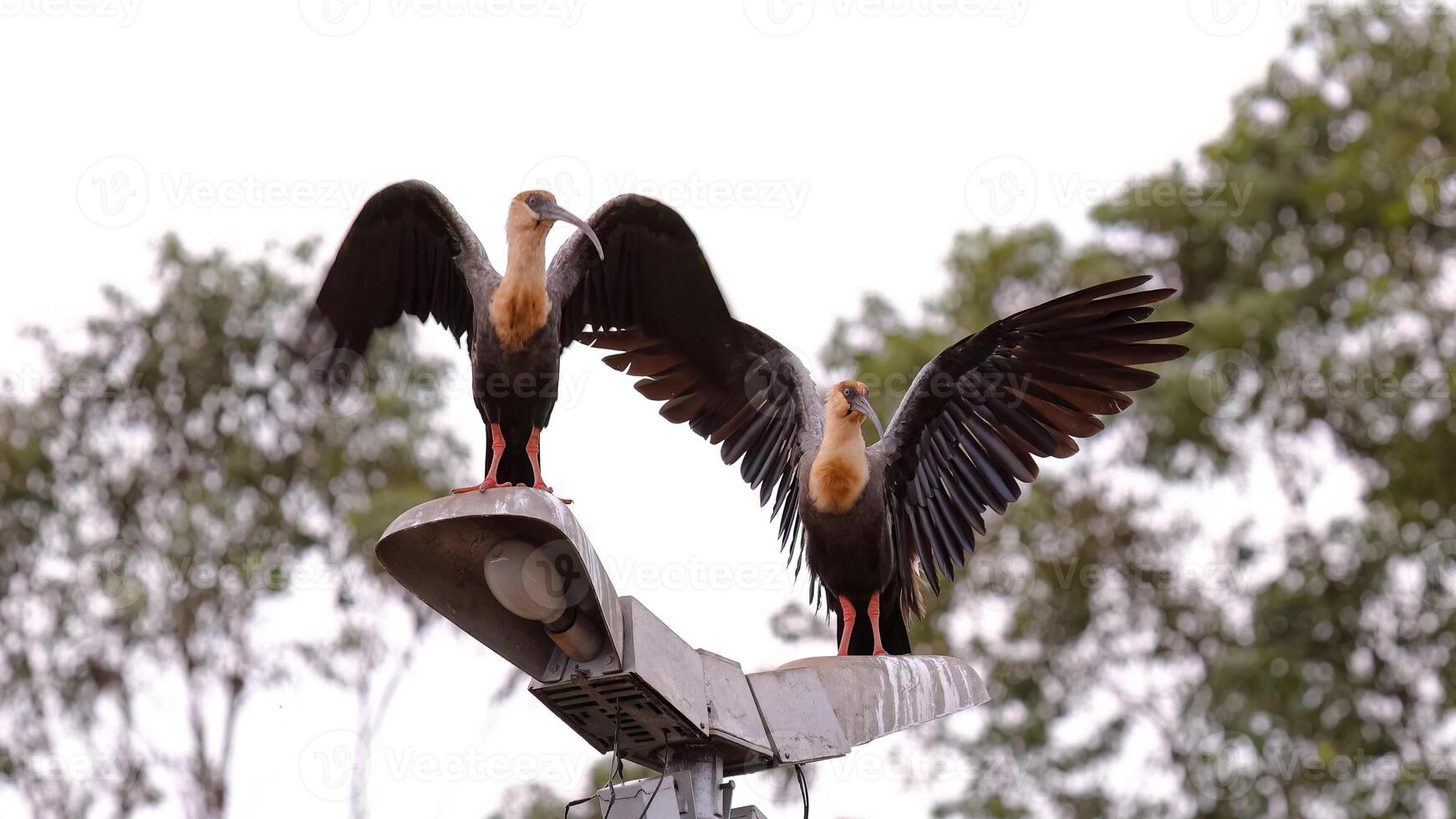 in forma collo ibis animali foto