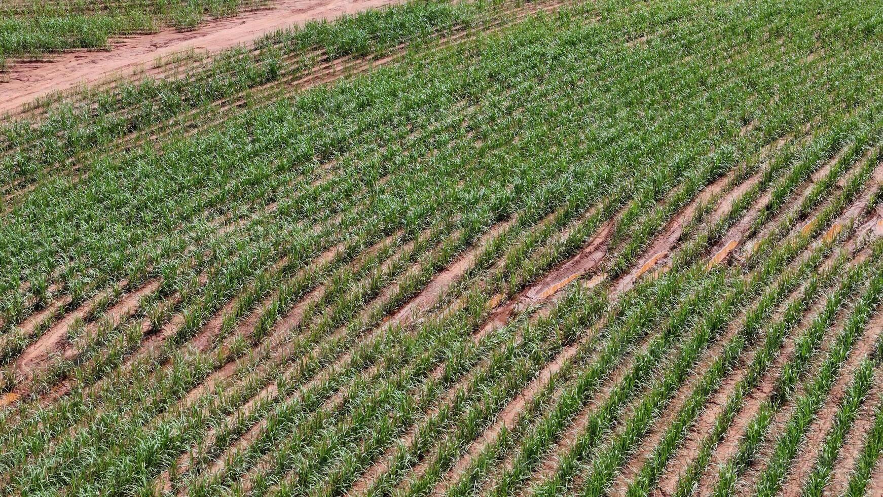 campo zucchero canna coltivazione foto