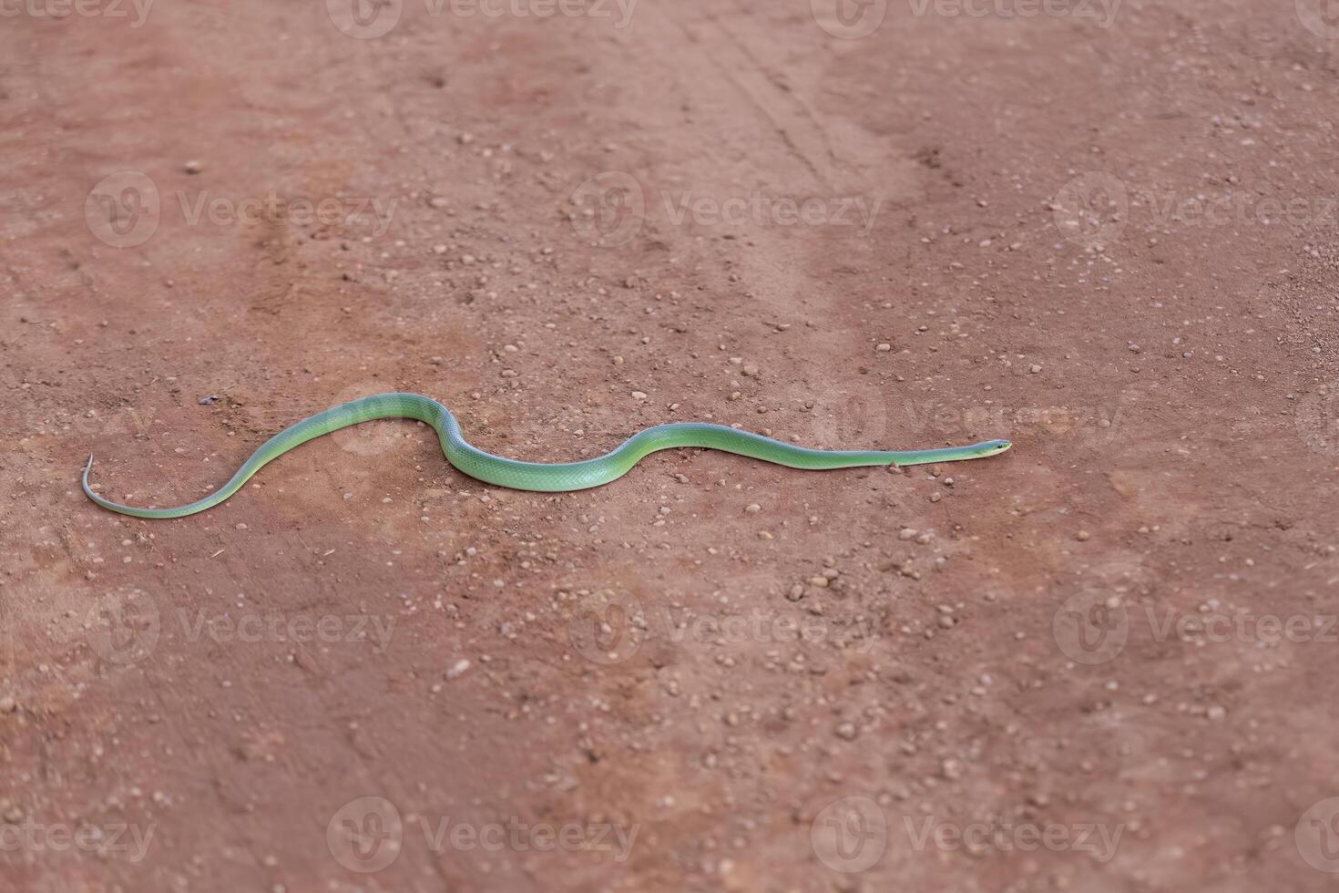 brasiliano verde corridore serpente foto