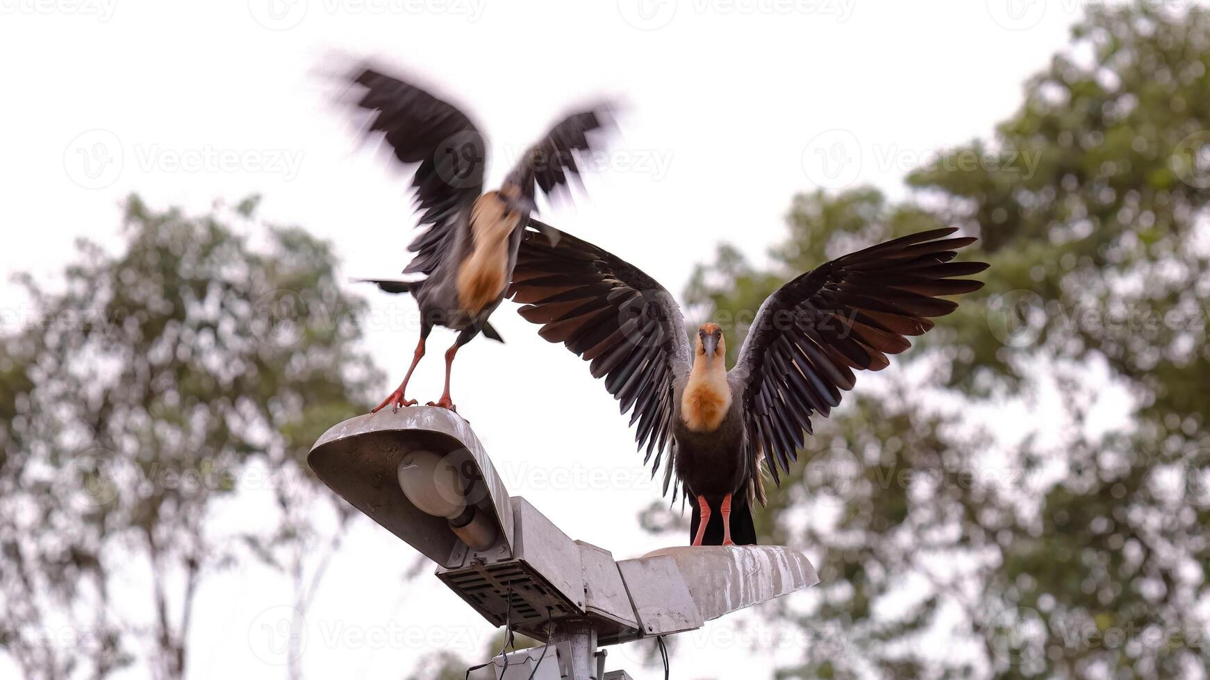 in forma collo ibis animali foto