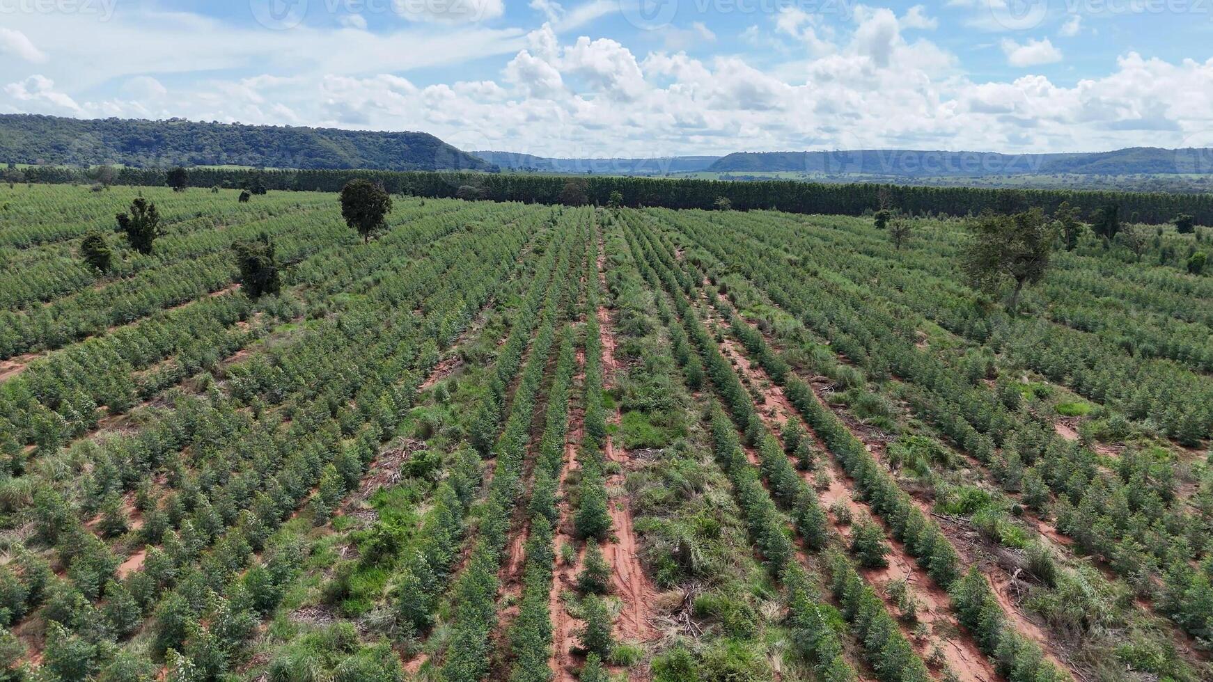 coltivazione di eucalipto alberi foto