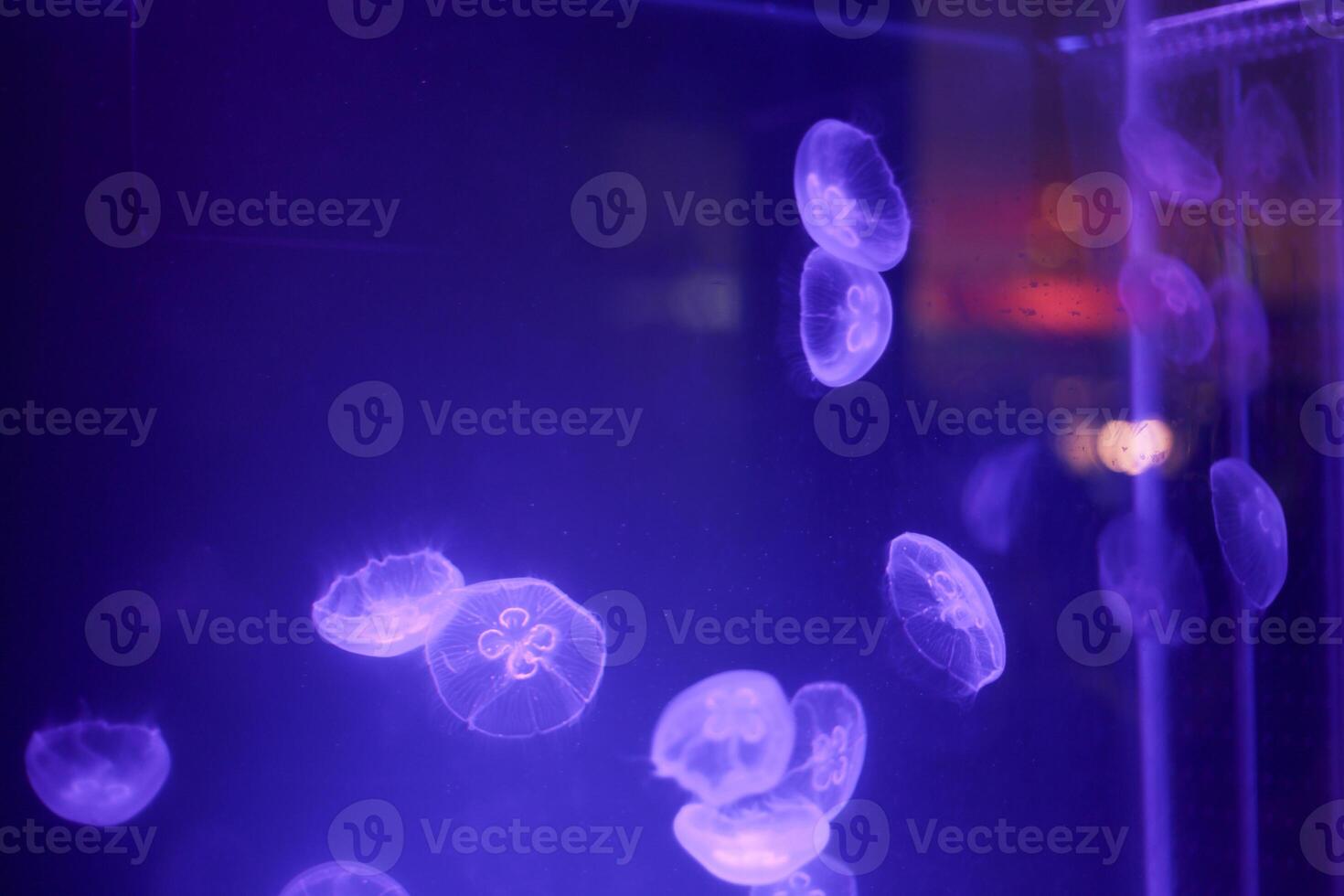 traslucido trasparente Medusa nel viola viola blu leggero fluente nel acquario serbatoio acqua foto