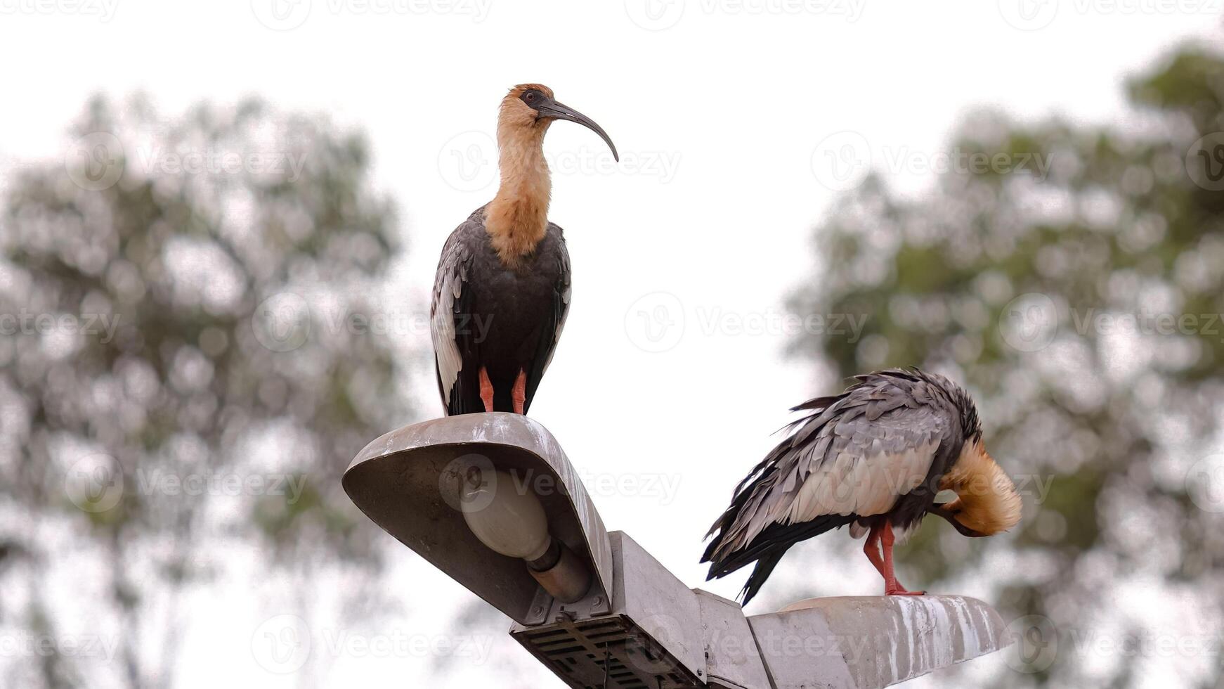 in forma collo ibis animali foto