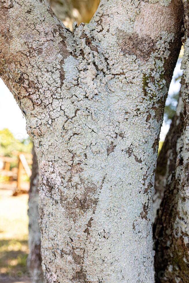 bianca Comune licheni su un' albero tronco foto