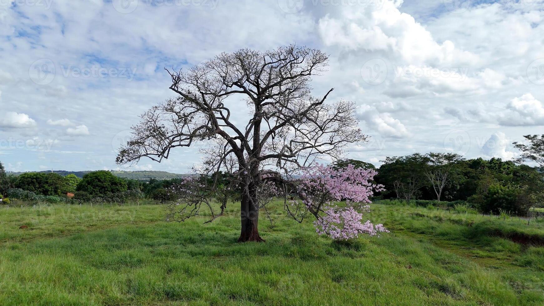 albero del filo di seta foto