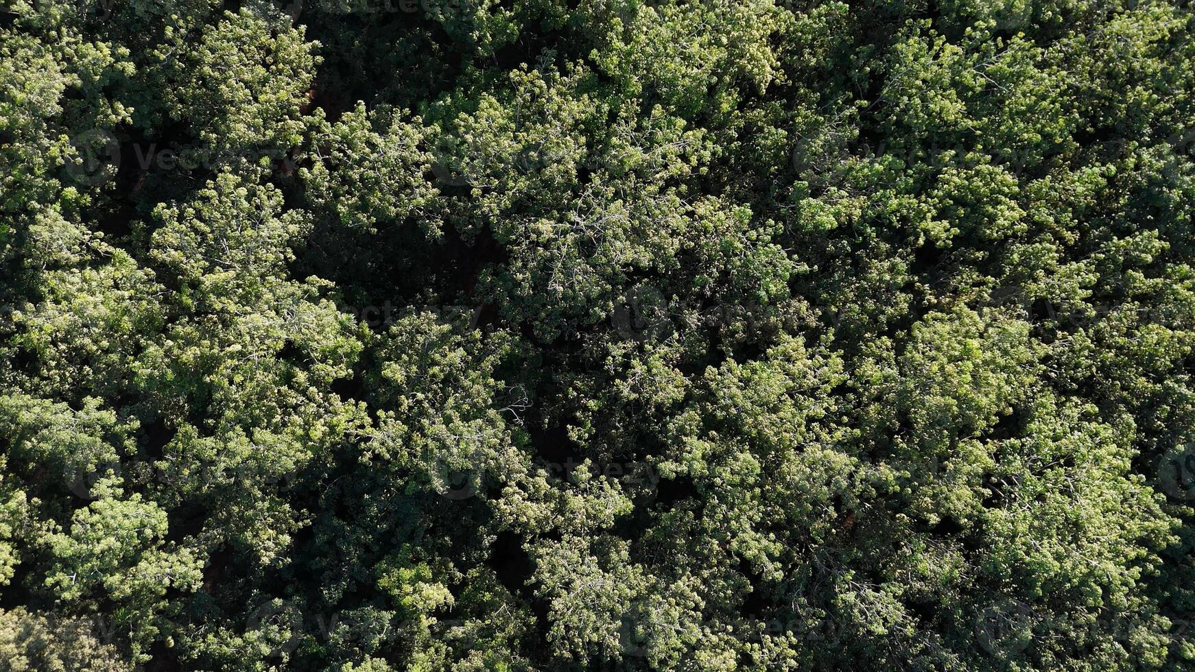 gomma da cancellare albero foresta per latice estrazione foto