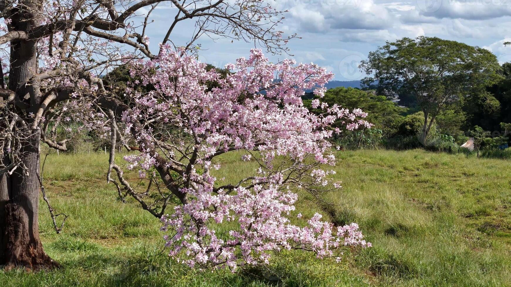 albero del filo di seta foto