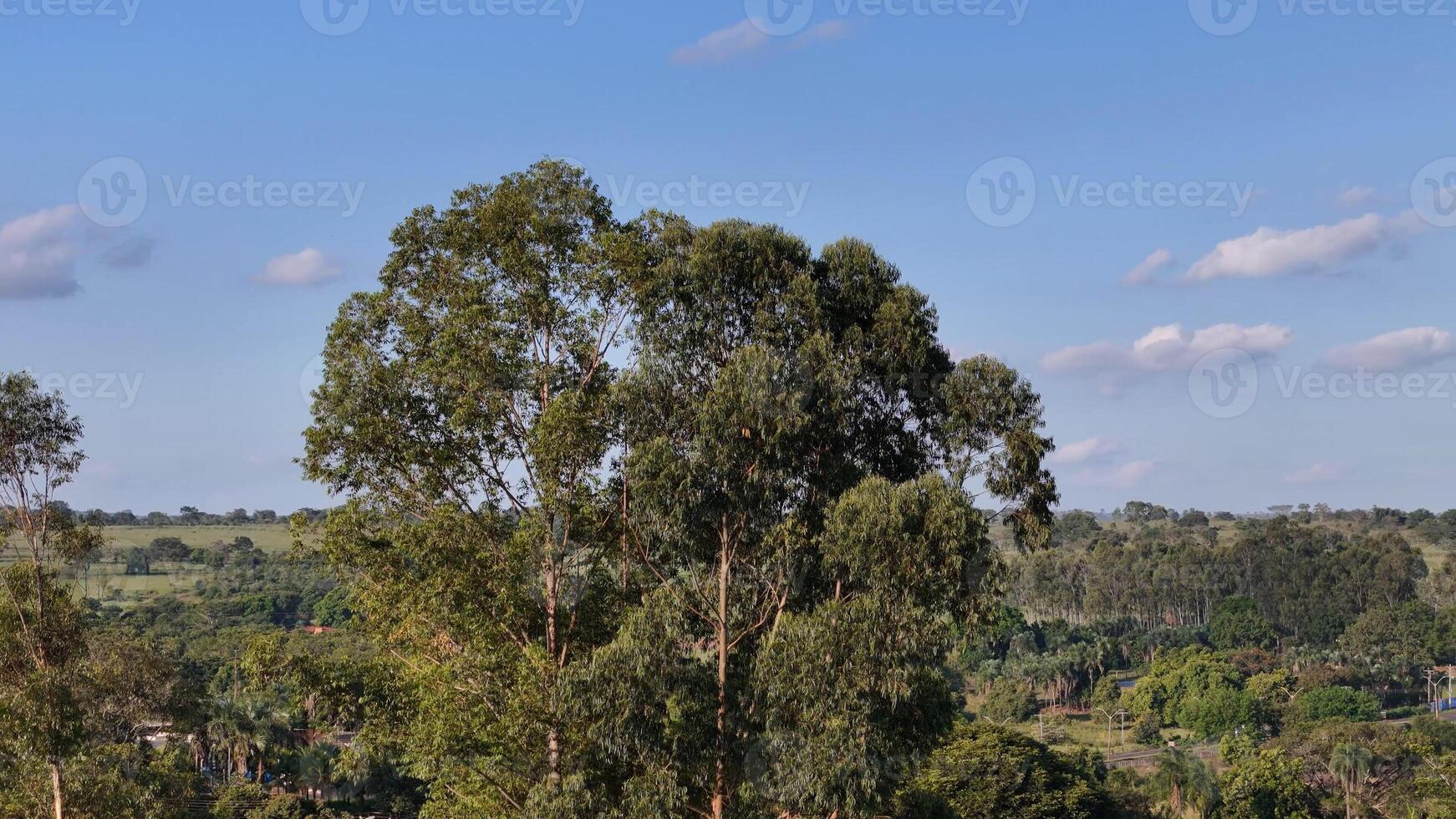 baldacchino di pochi eucalipto alberi foto