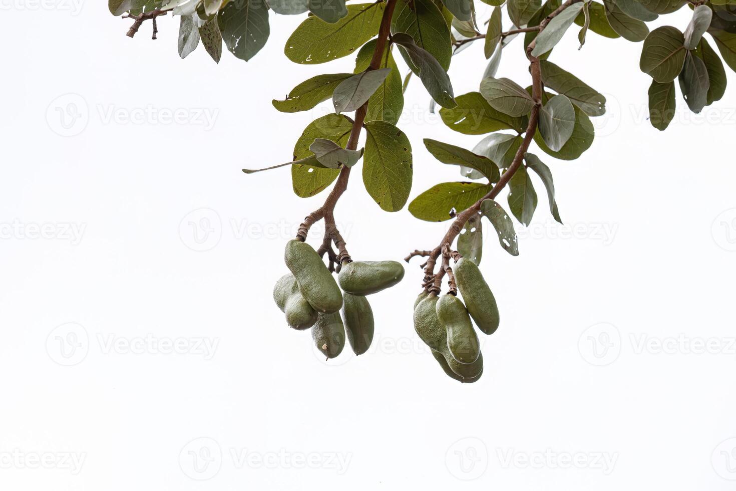 albero puzzolente con frutti foto