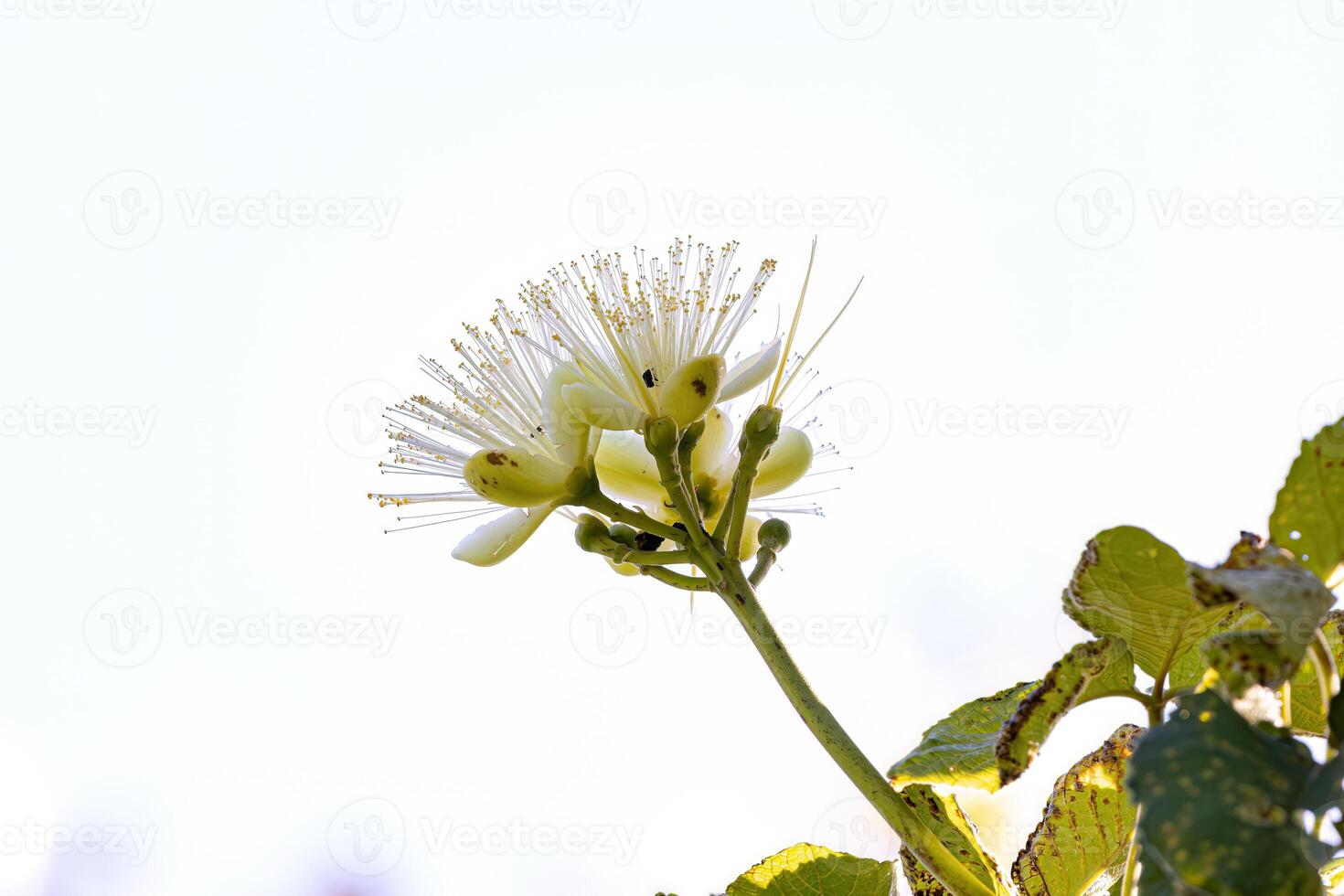 pekea Noce fiore foto