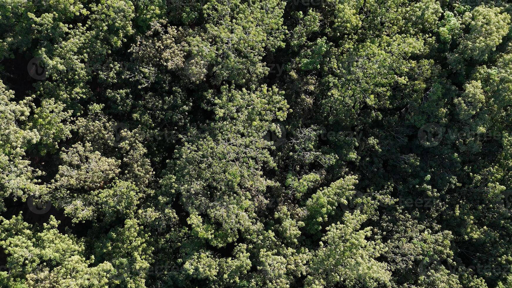 gomma da cancellare albero foresta per latice estrazione foto