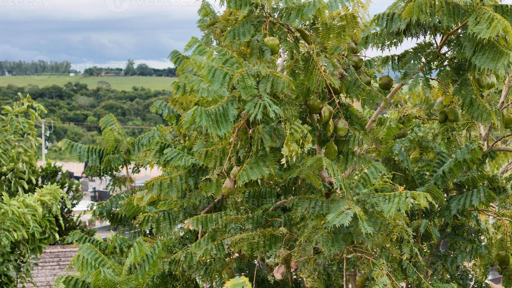 blu jacaranda albero frutta foto