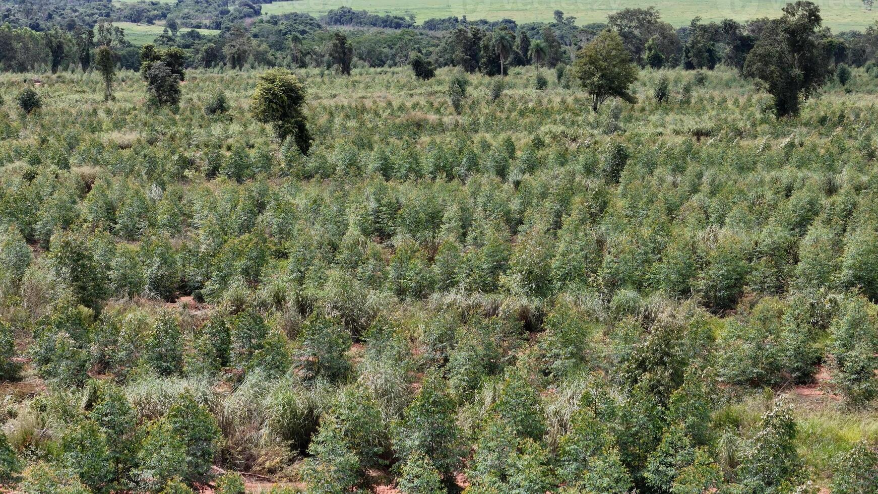 coltivazione di eucalipto alberi foto