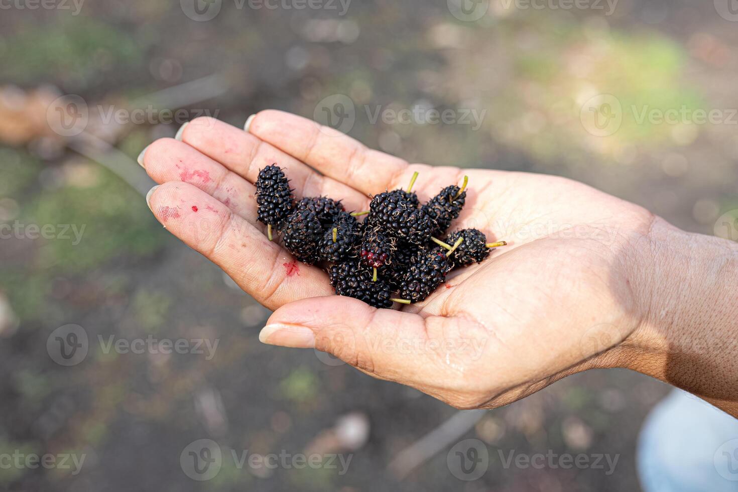 piccoli frutti di gelso foto