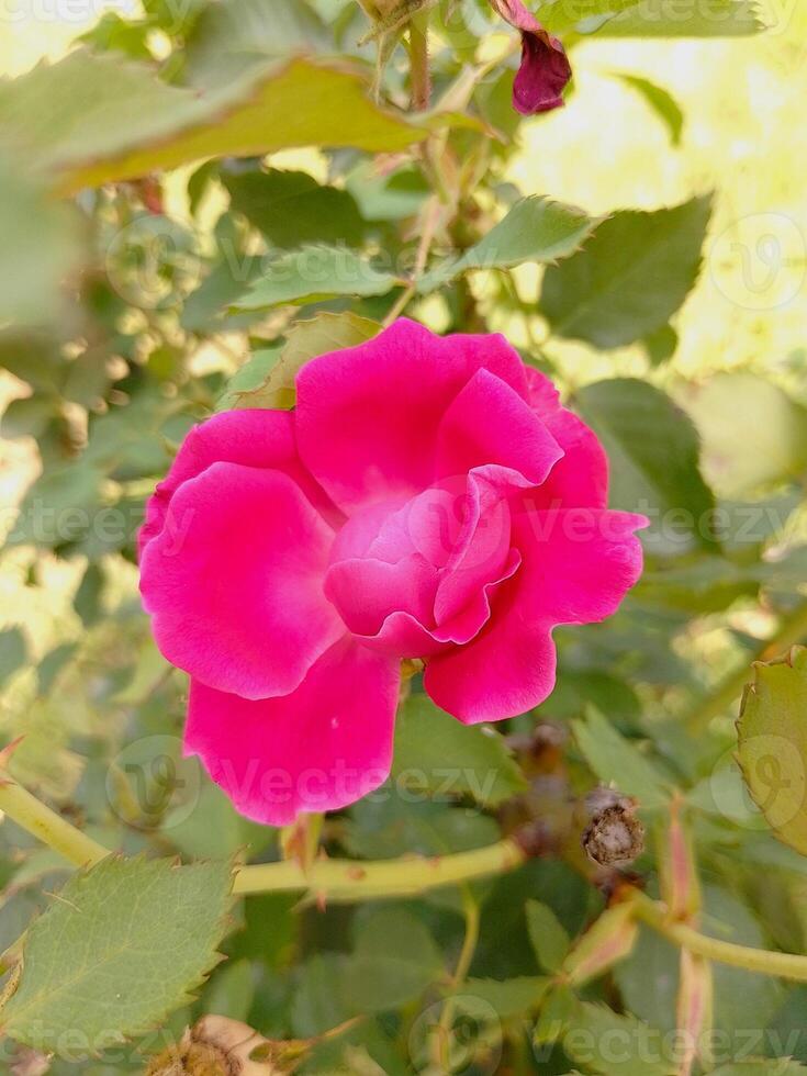 bellissimo rosa rosa sfondo foto