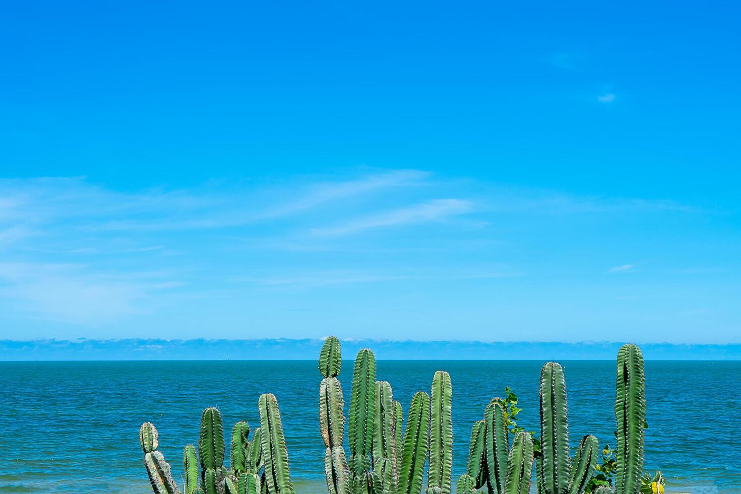 cactus alberi con blu cielo e mare sfondo. foto