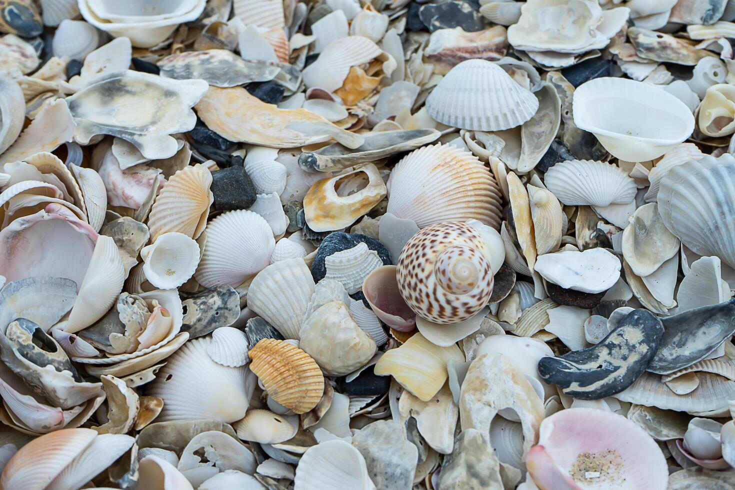 conchiglie sulla spiaggia foto