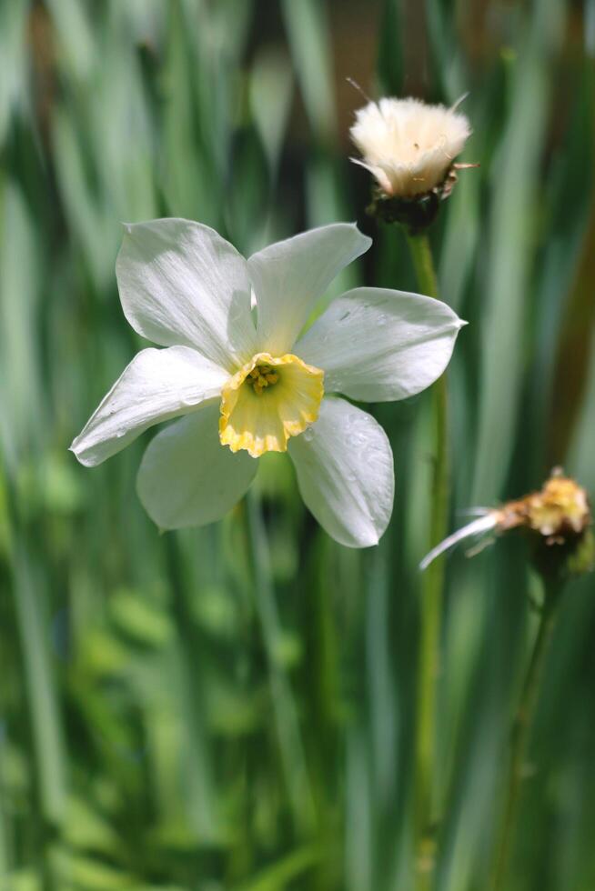 Narciso fiore è nel verde erba. foto