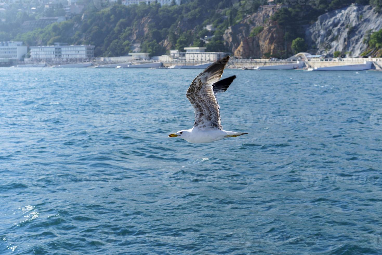 marino con un gabbiano in volo sullo sfondo della costa. foto