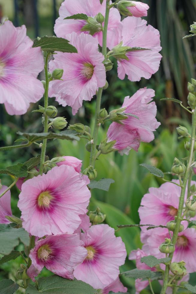 malvarosa rosa chiaro foto