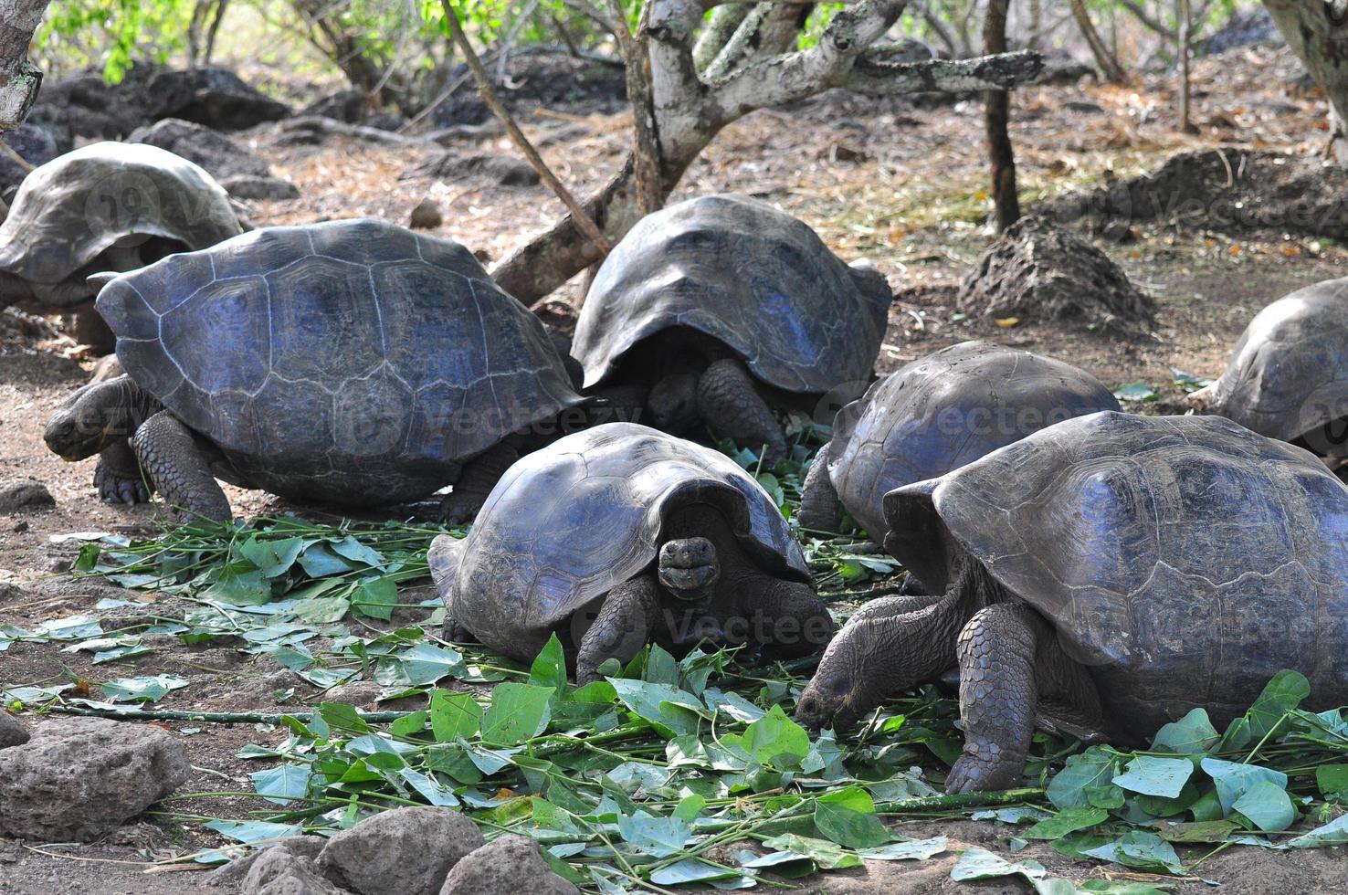 tartaruga delle galapagos, isole galapagos, ecuador foto