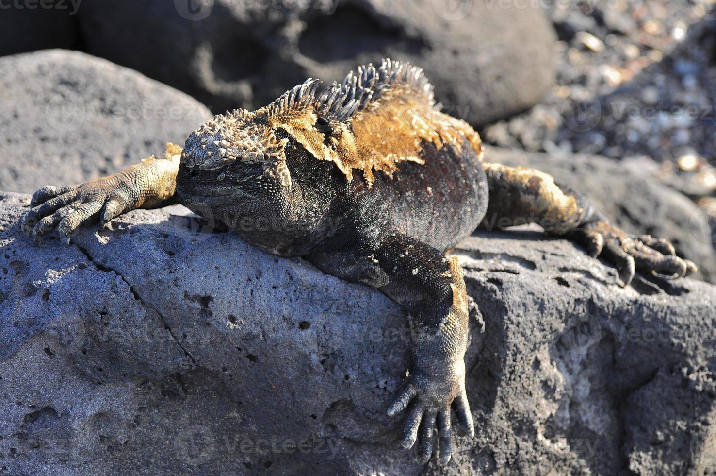 iguana marina galapagos, ecuador foto