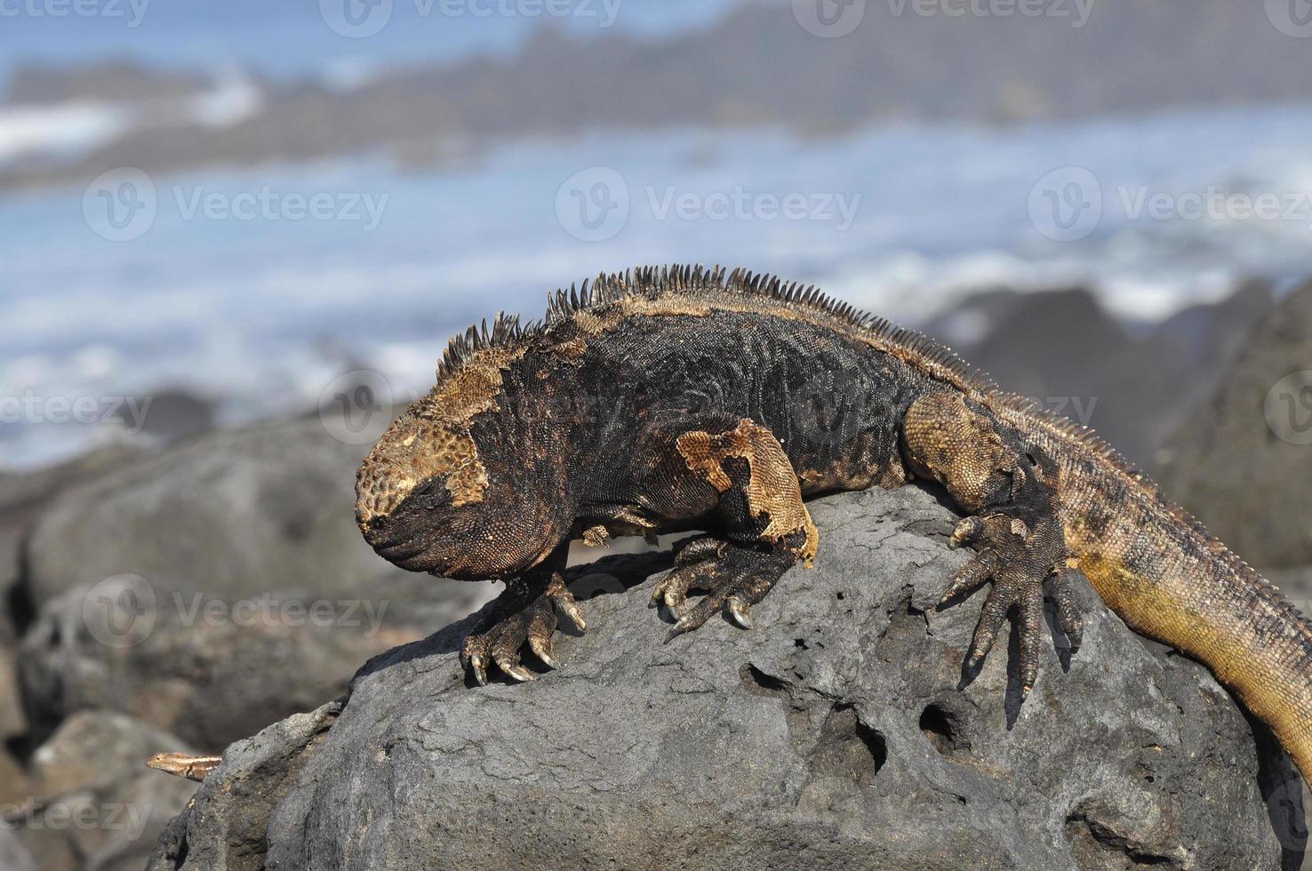 iguana marina, galapagos ecuador foto