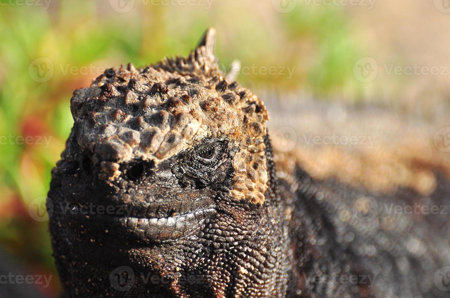 iguana marina, galapagos ecuador foto