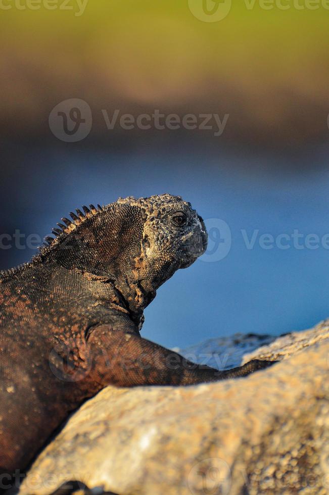 iguana su una roccia nelle galapagos foto