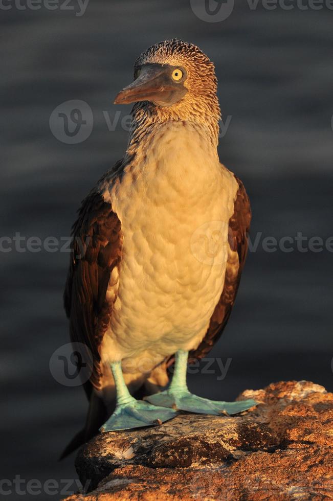 sula piediazzurri, galapagos, ecuador foto