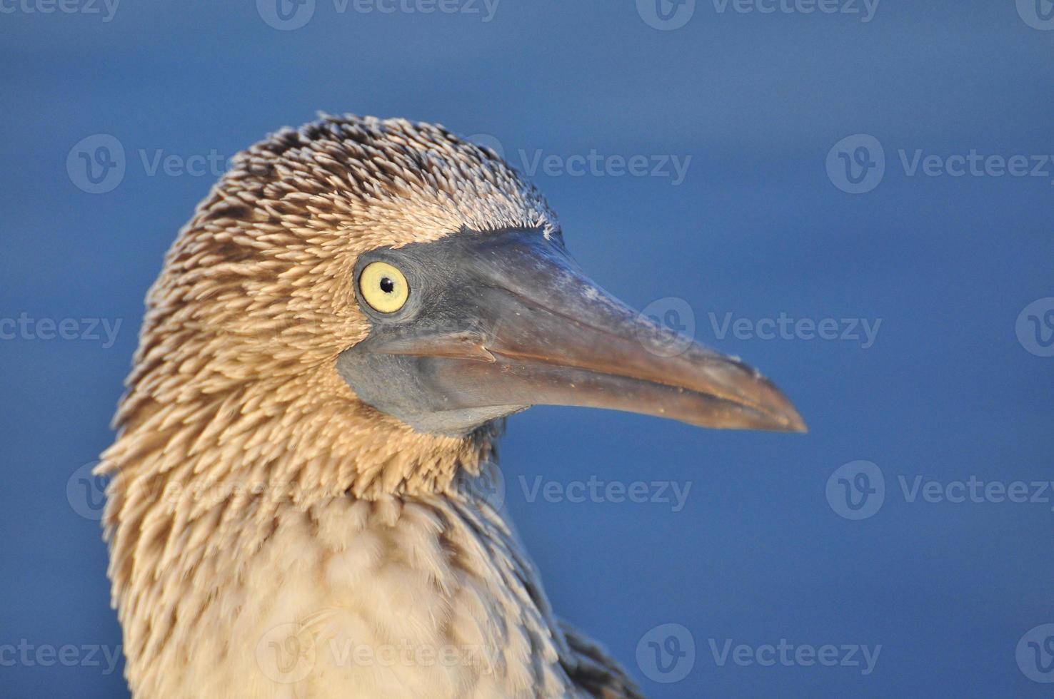 sula piediazzurri, galapagos, ecuador foto