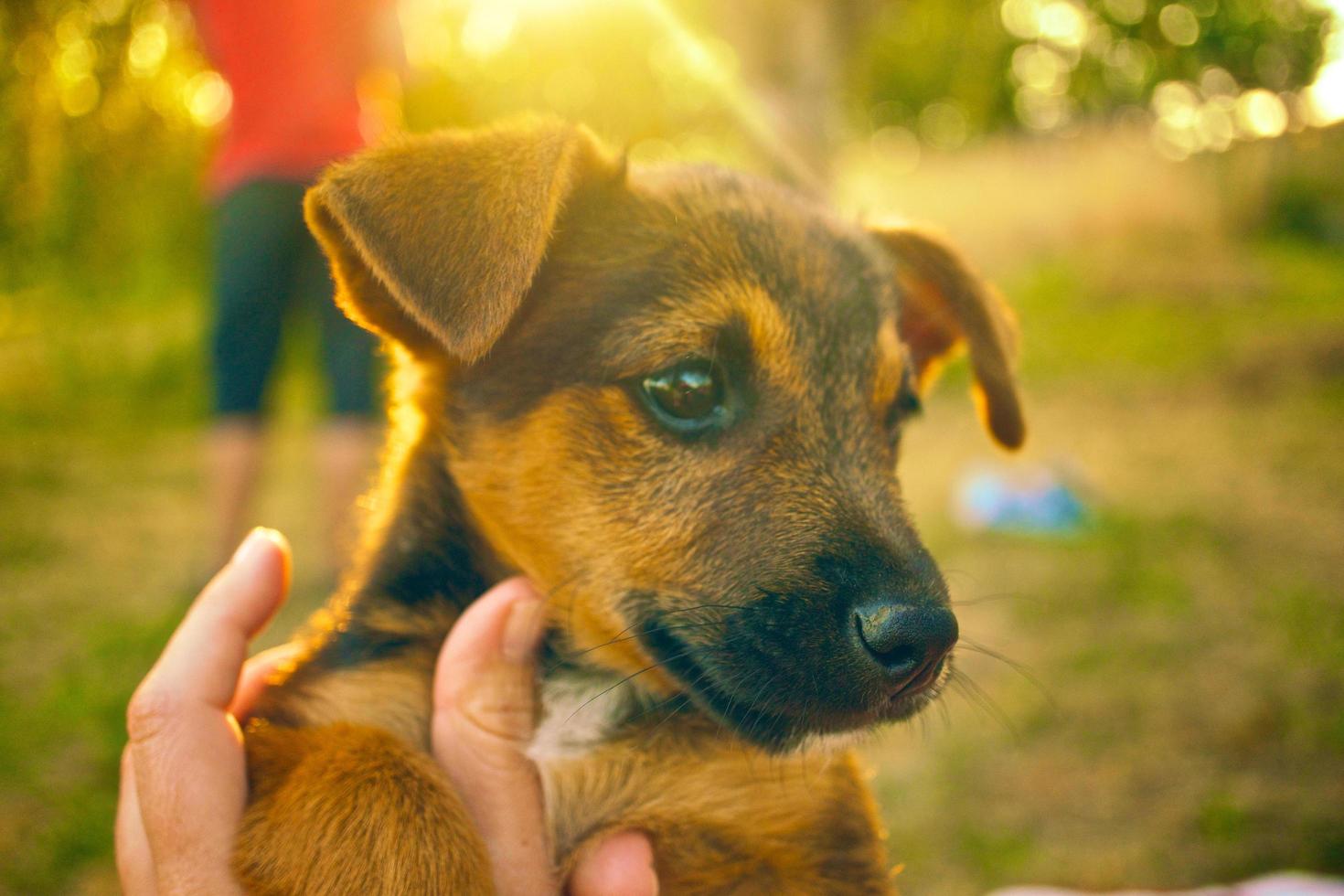 simpatico cucciolo di cane foto