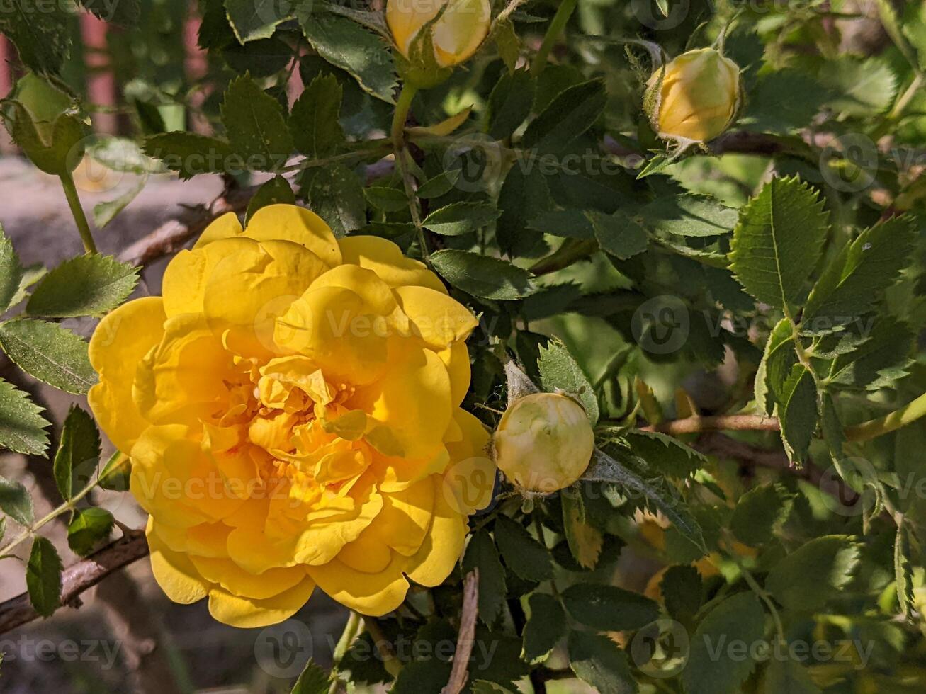 rosa gialla in giardino foto