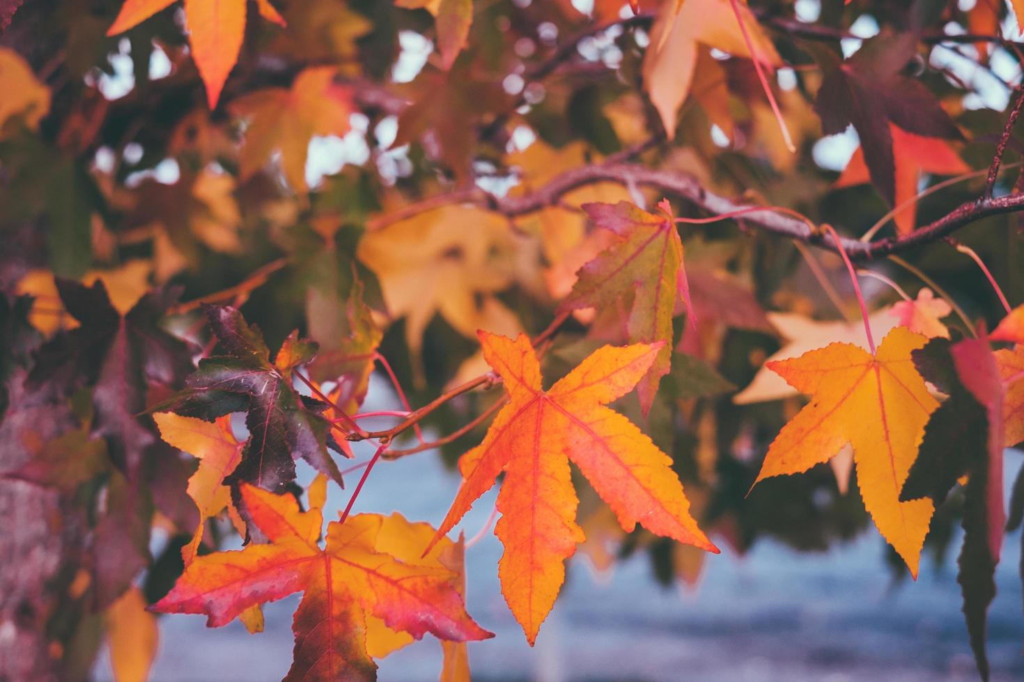 autunno cadono le foglie foto