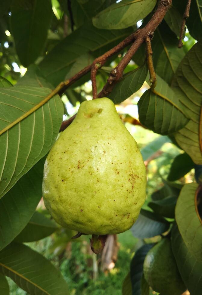 Immagine di rosso guaiava frutta con foglia sfondo foto